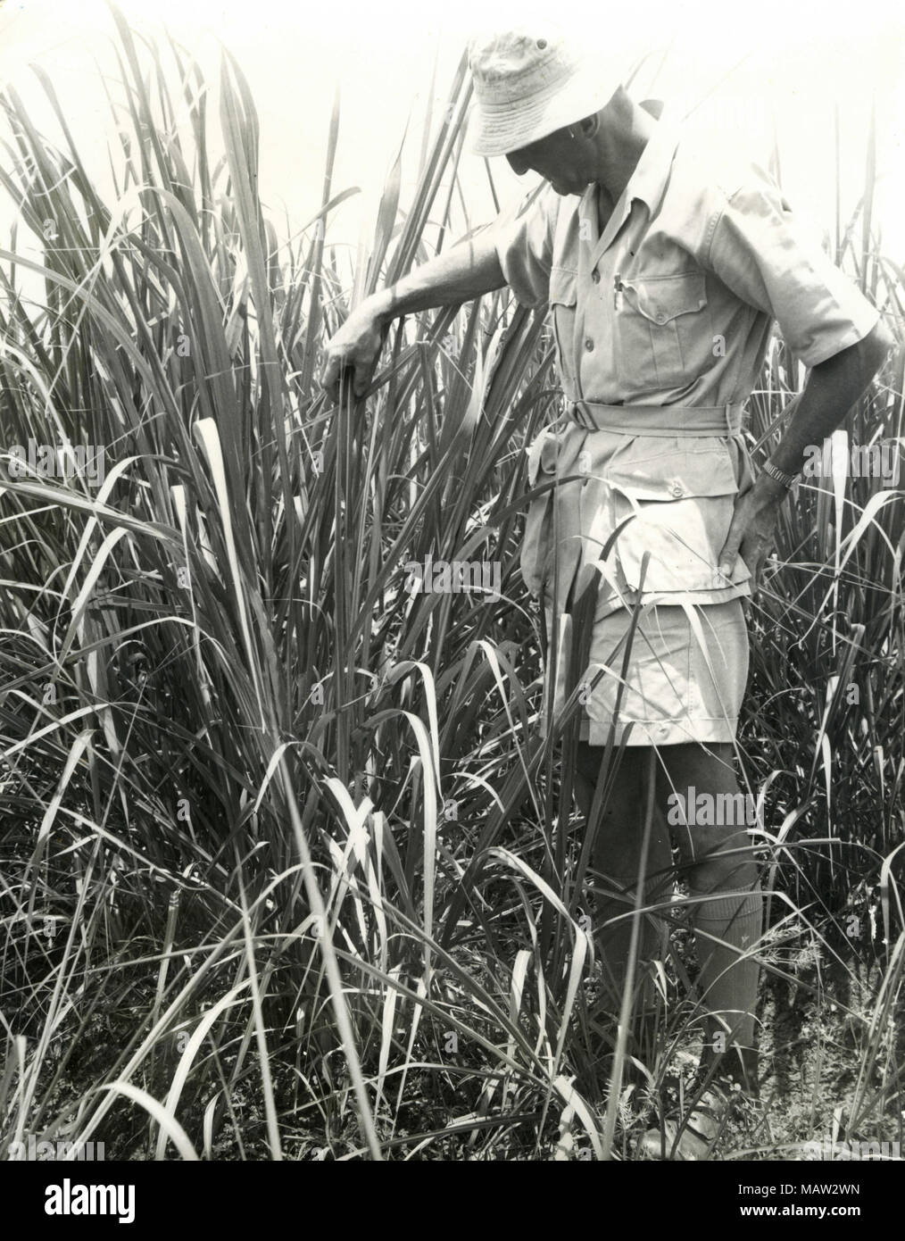 El hombre observando el cultivo, selección de Rhodesia Trust, Zambia, Rhodesia del Sur 1957 Foto de stock