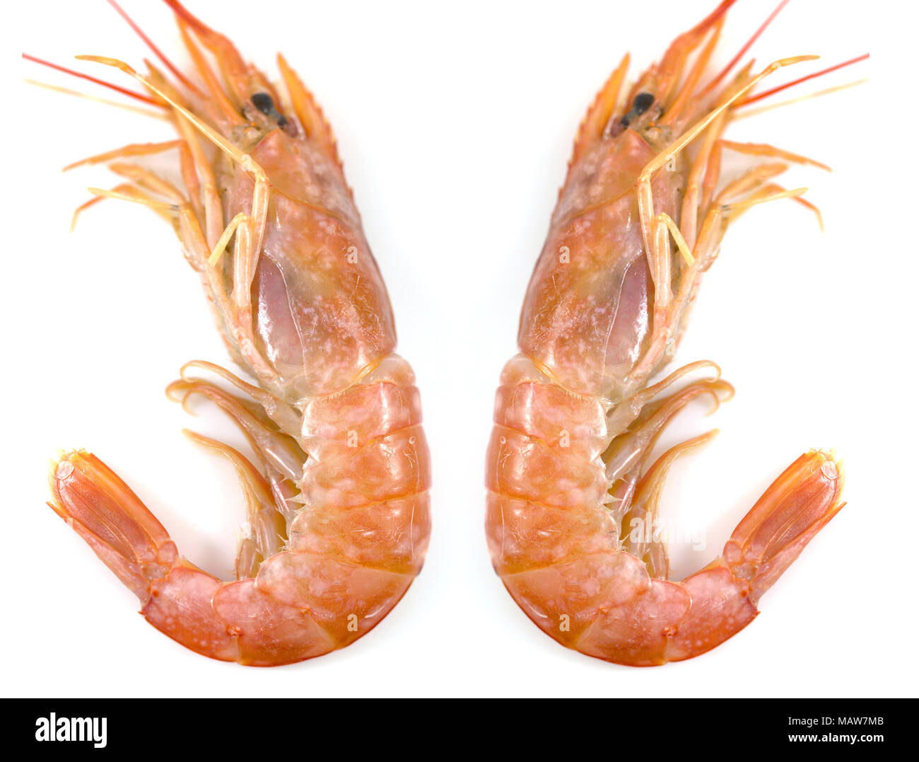 Gambas frescas o camarones frescos, las gambas rojas aislado sobre fondo blanco, fondo de