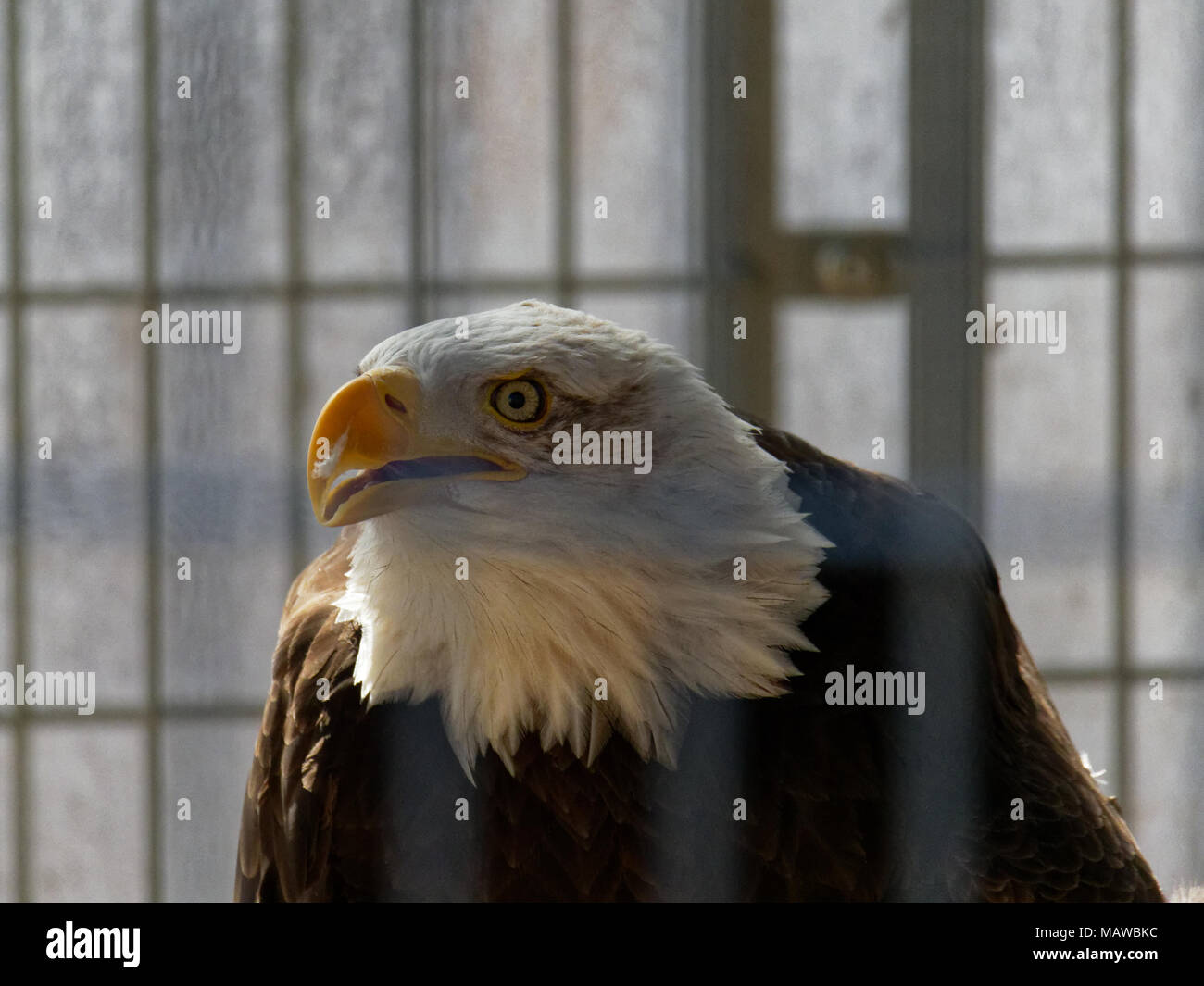 Close-up retrato de una jaula de águila calva mirando a la cámara,  observando, en un aviario en el Meadowside Nature Center en Olney, Maryland  Fotografía de stock - Alamy