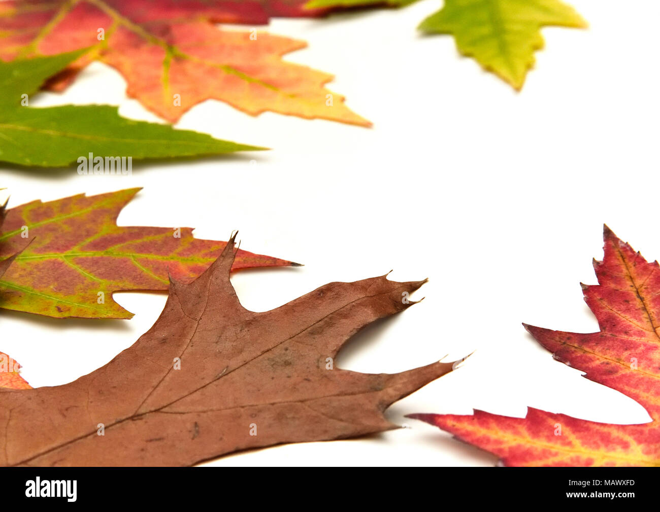 Hojas de otoño arreglo, aislado sobre fondo blanco con espacio de copia. El otoño de fondo o bastidor. Foto de stock