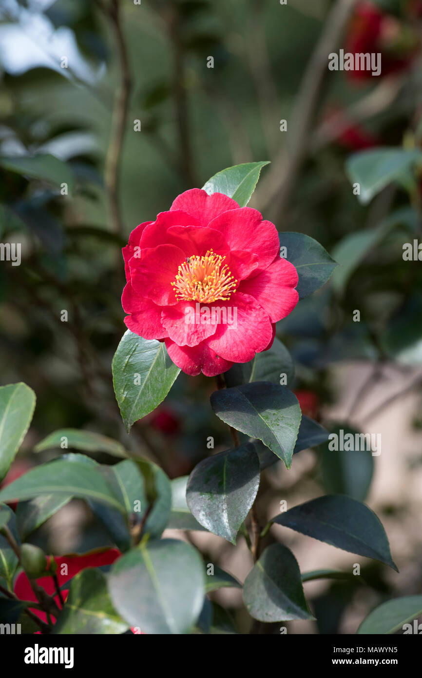 Camellia japonica 'Alexander hunter' Flor en marzo. UK Foto de stock
