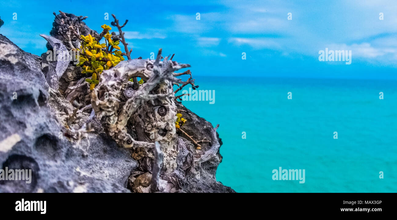 Escenario tropical con piedras contra el océano turquesa, Islas Turcas y Caicos Foto de stock