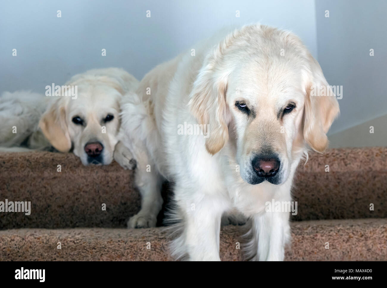 Humor gracioso expresión en color platino perro Golden Retriever Foto de stock