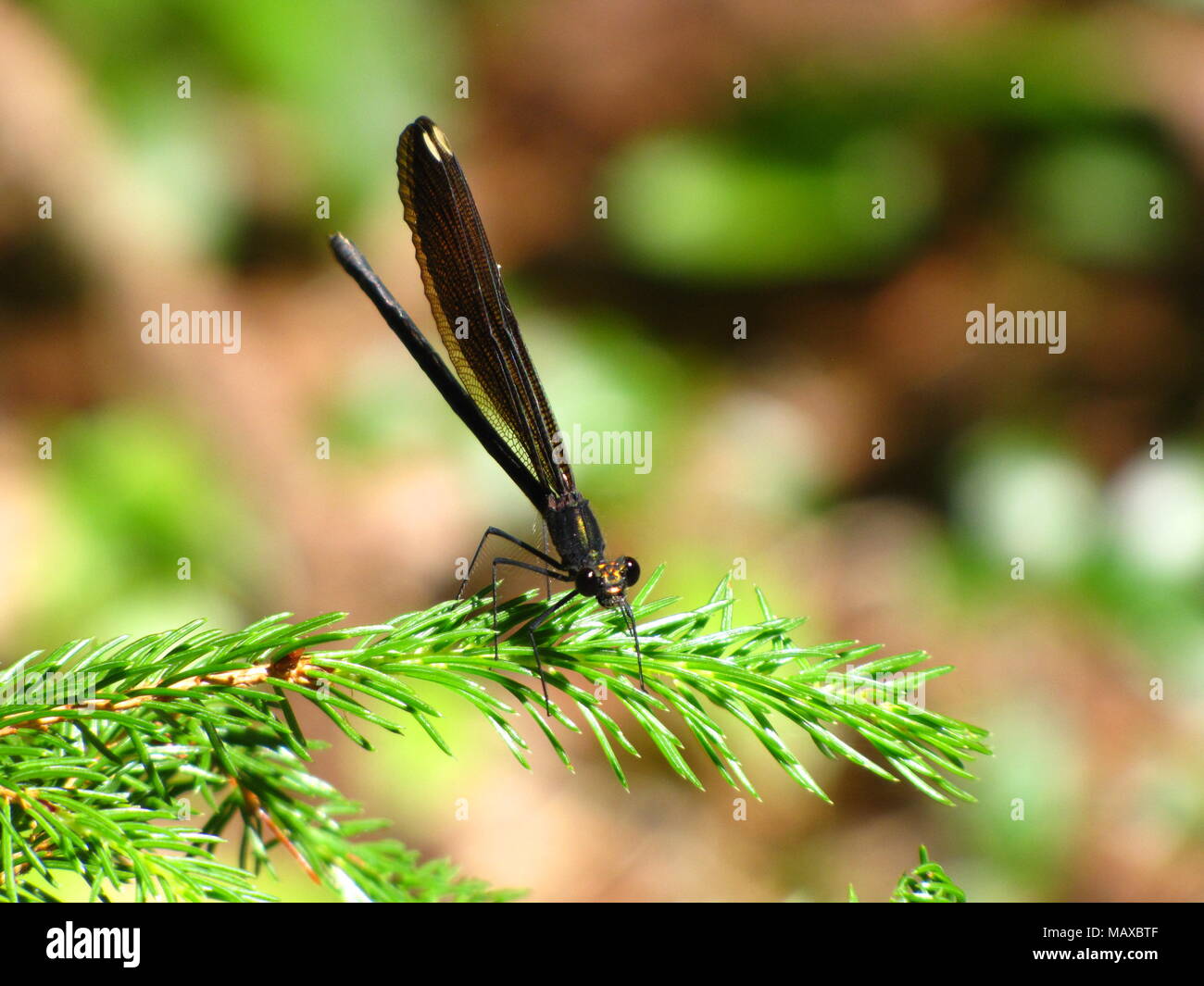 Damsel fly en East Chezzetcook, Nova Scotia Foto de stock