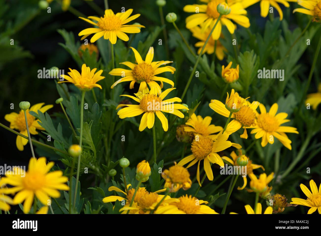 Daisy de arbusto africano (Euryops chrysanthemoides) también conocido como el ojo de toro, flores amarillas, hojas lobuladas, flores en el jardín, distrito de Houli, Taichung, Taiwán Foto de stock