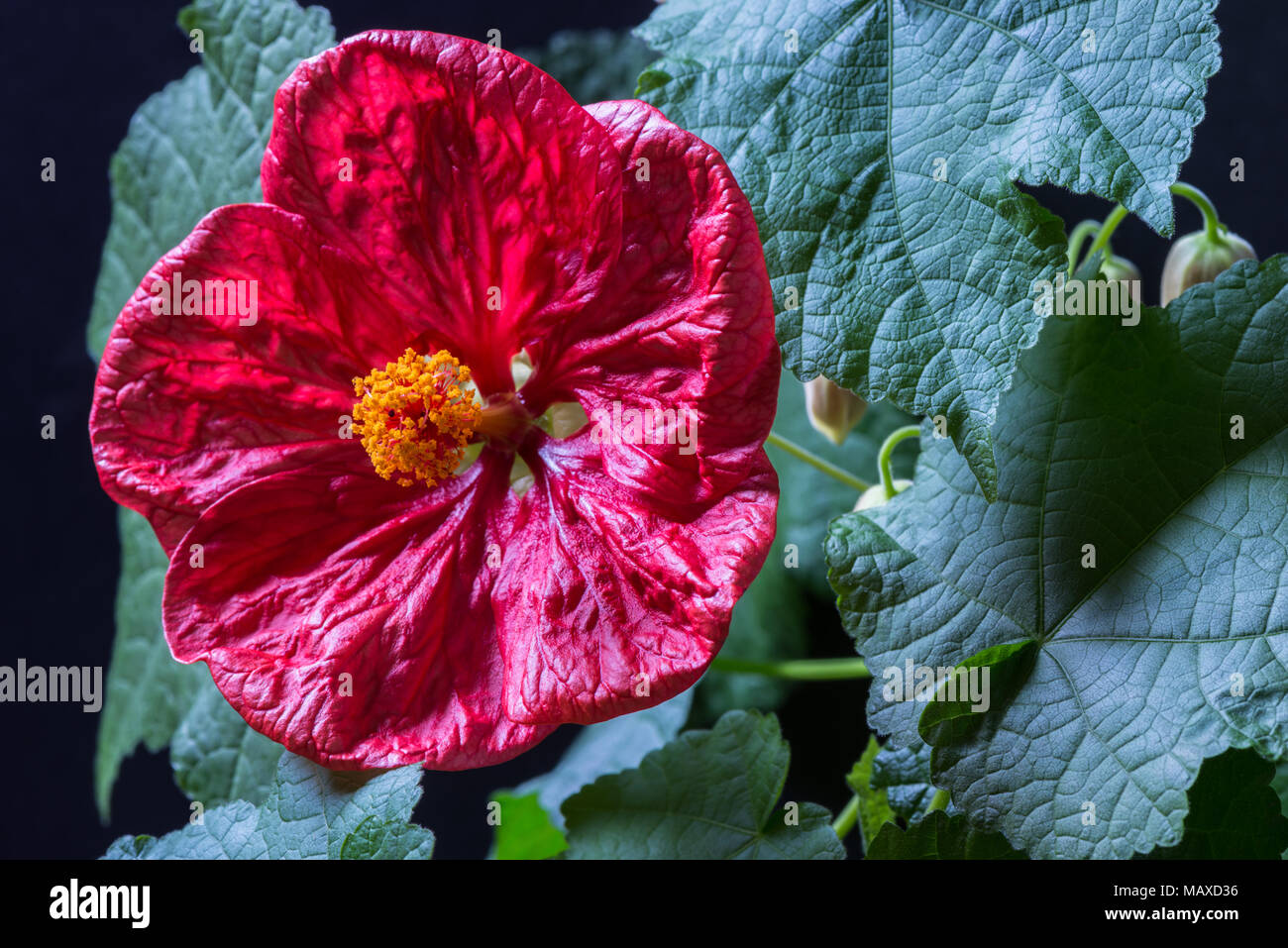 El rojo brillante veteado flor del jardín central, Abutilon o malva, en flor, cultivada como planta de casa. Foto de stock