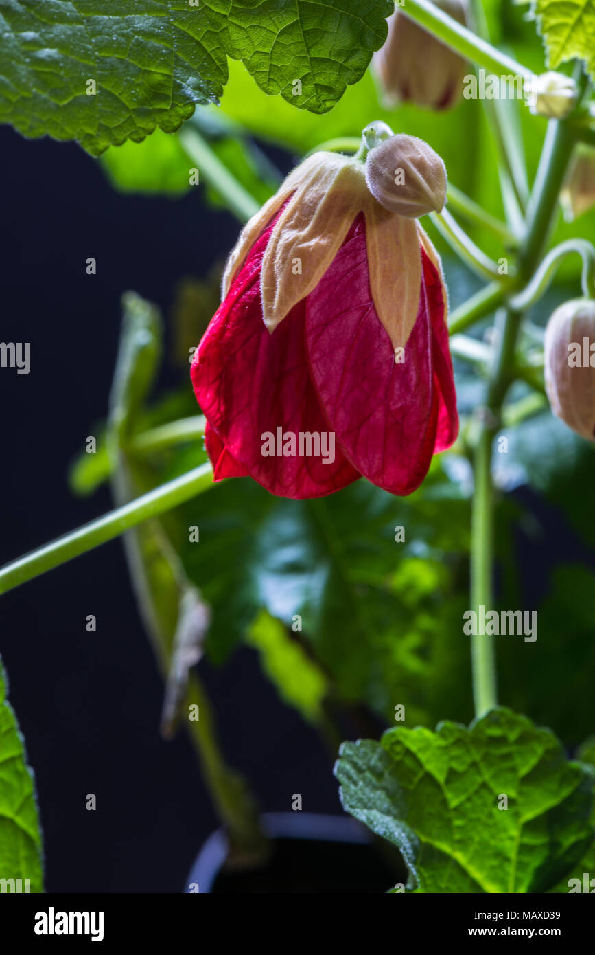 El rojo brillante veteado flor del jardín central, Abutilon o malva, en flor, cultivada como planta de casa. Foto de stock