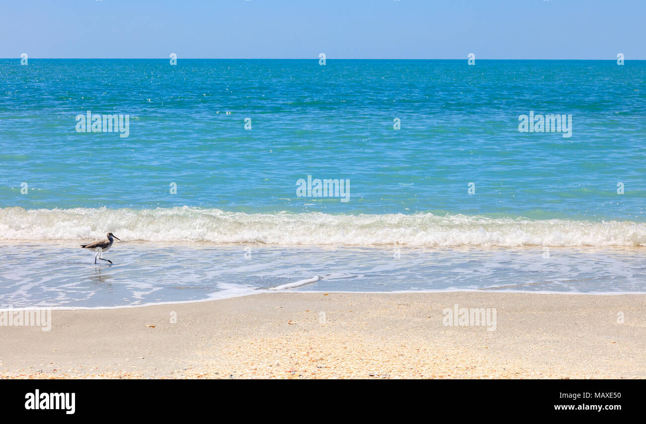 Bird, Willet, solo en la playa, Sanibel Island, Florida, EE.UU. Foto de stock