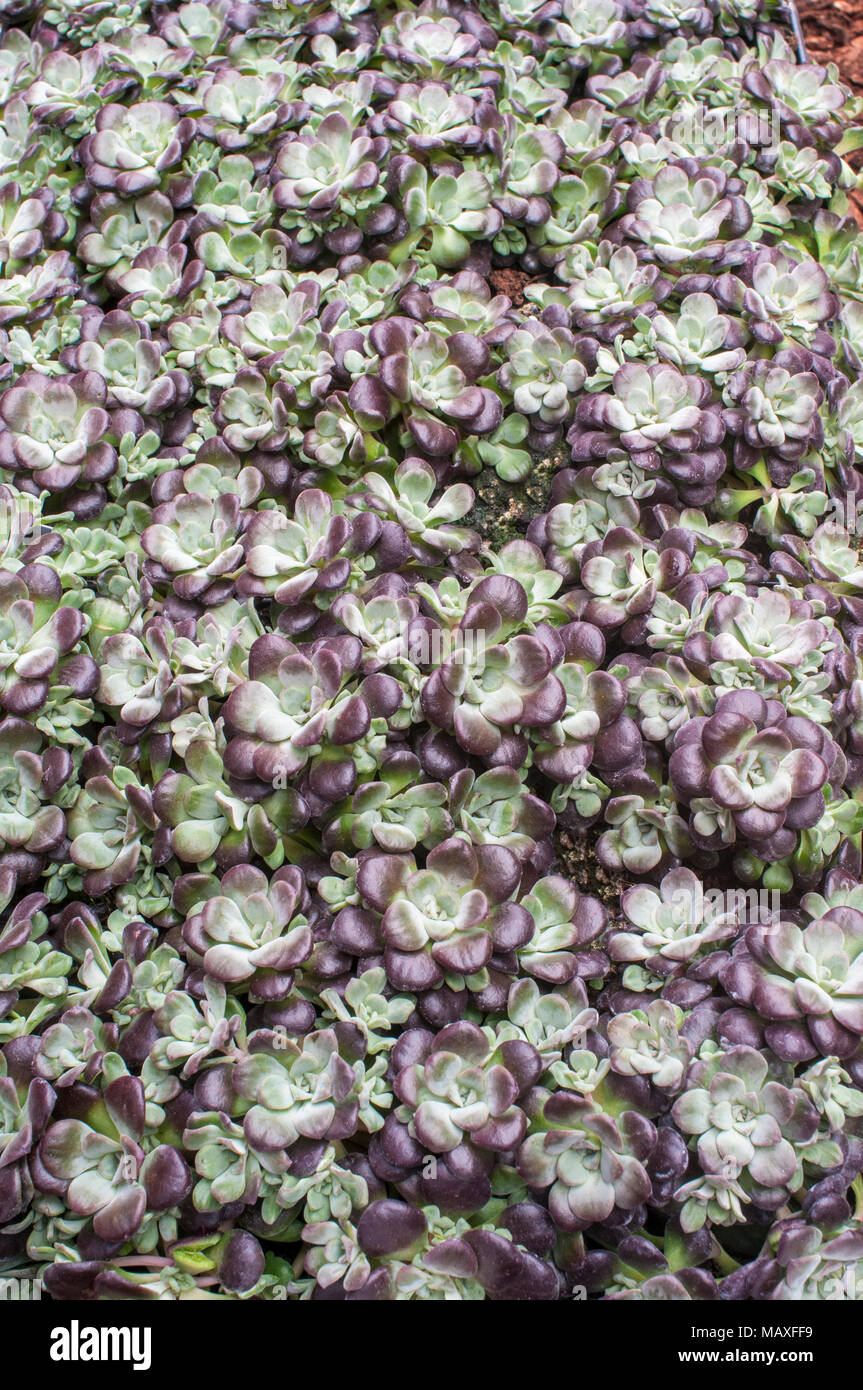 Las plantas jóvenes de Sedum spathulifolium purpureum en primavera. Perenne siempreverde que florece en verano con flores en forma de estrella de color amarillo brillante. Foto de stock