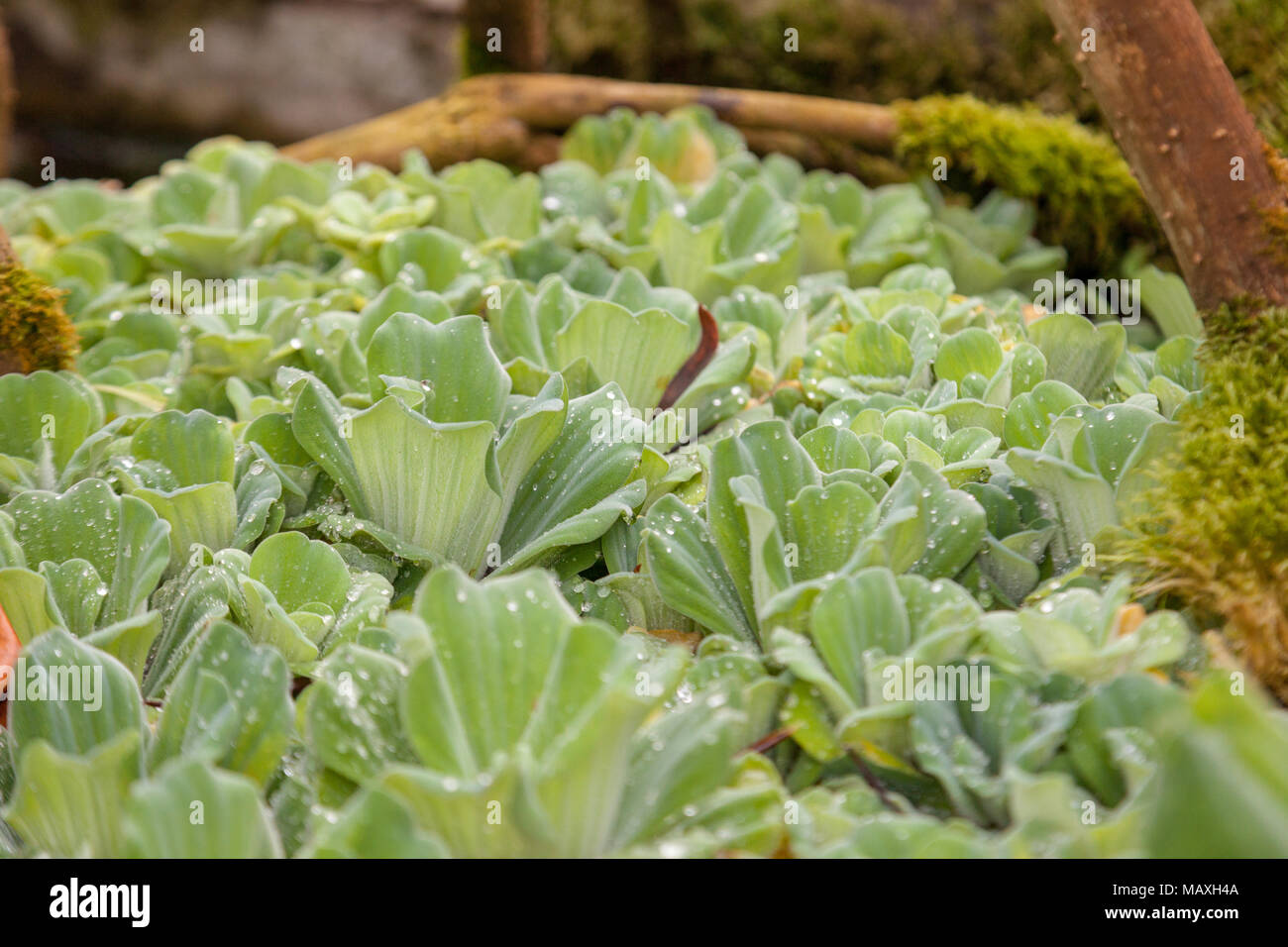 Musselblomma, lechuga de agua (Pistia stratiotes) Foto de stock