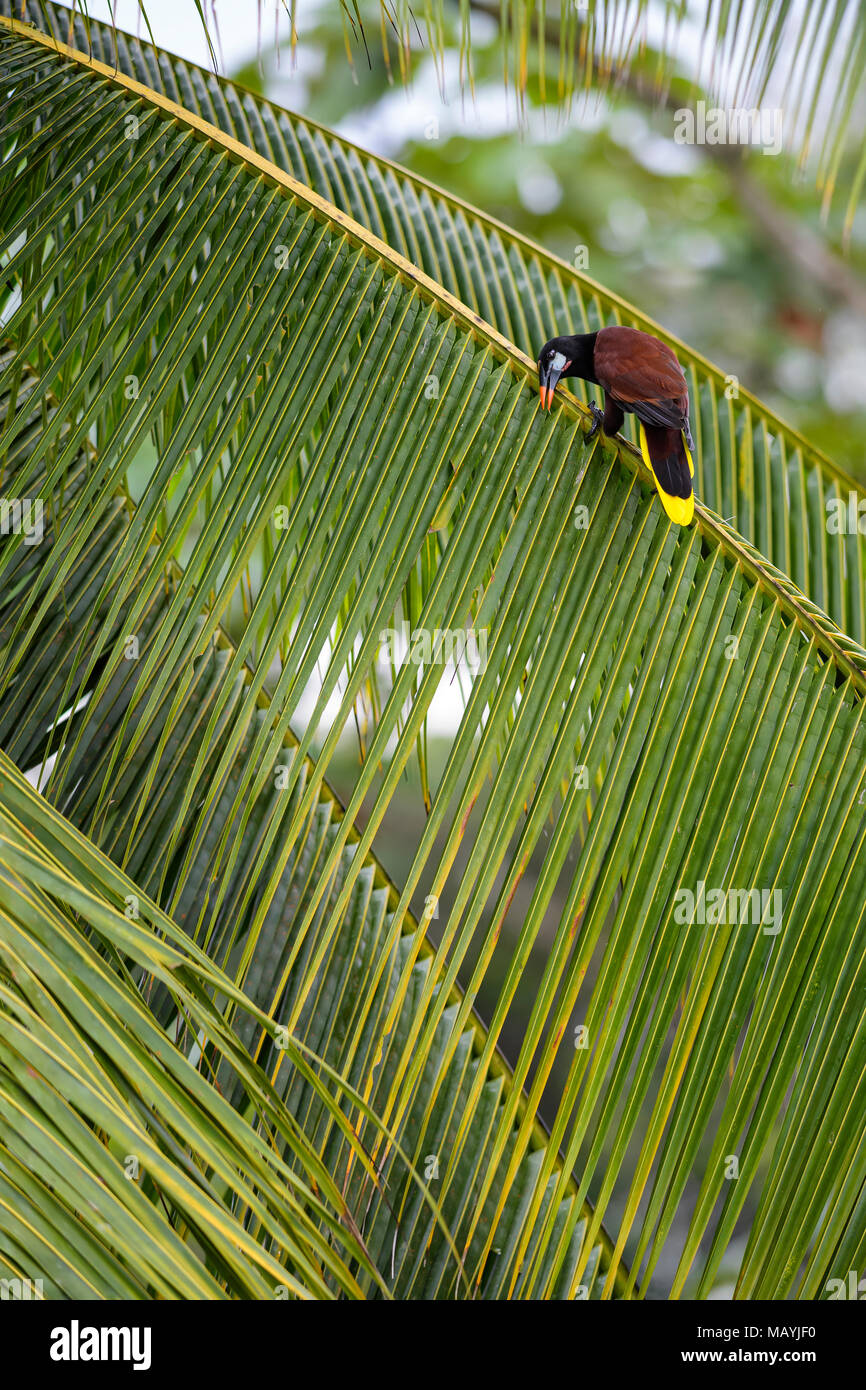 Oropéndola Montezuma - Psarocolius Montezuma, hermoso pájaro marrón del bosque de América Central, Costa Rica. Foto de stock