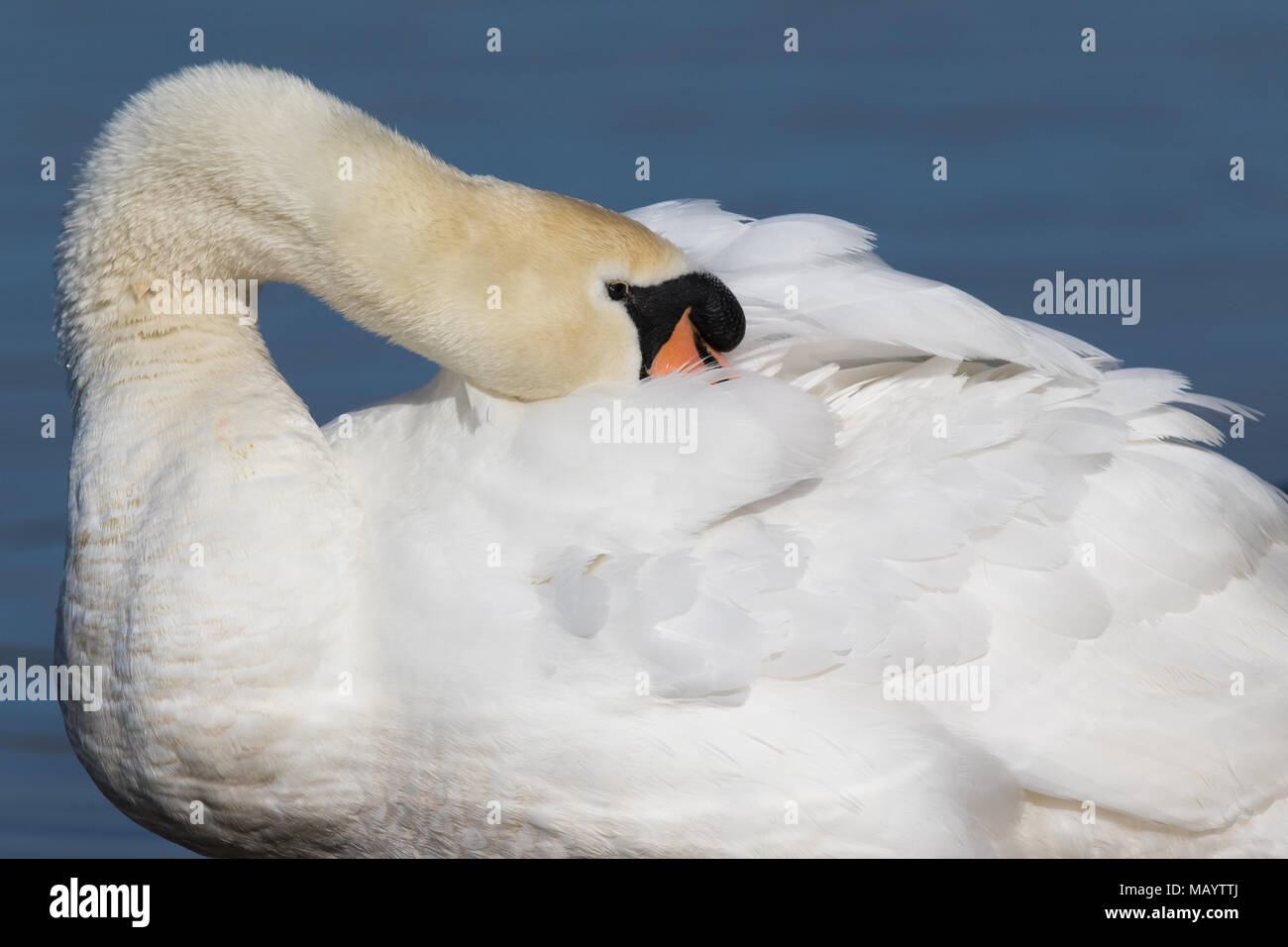 Adulto Cisne (Cygnus olor) acicalarse las plumas del dorso Foto de stock