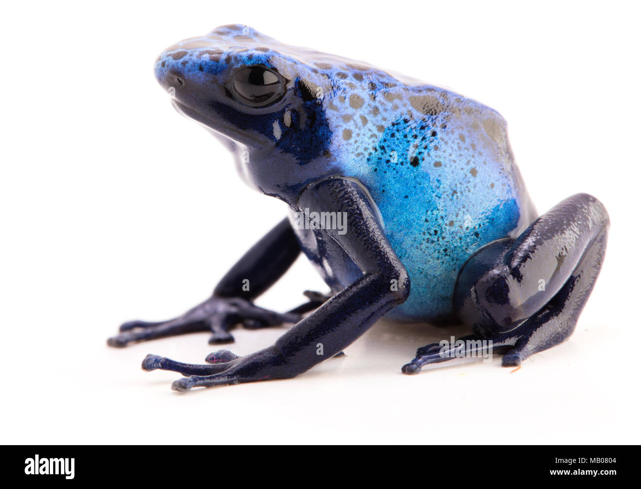 Rana de flecha venenosa, Dendrobates azureau tóxico animal azul de la selva amazónica. Anfibios venenosos aislado sobre un fondo blanco. Foto de stock