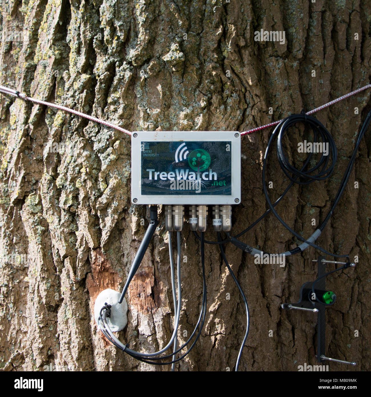 La publicación de tweets TreeWatchWUR, álamo fuera del edificio Orion, Wageningen University & Research Campus, Países Bajos Foto de stock