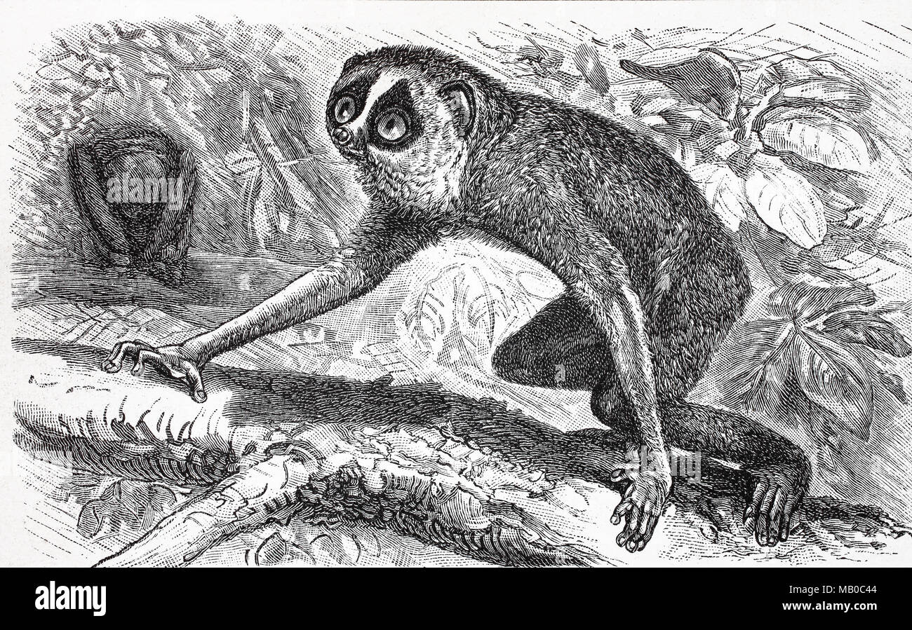 Grauer schlanklori fotografías e imágenes de alta resolución - Alamy