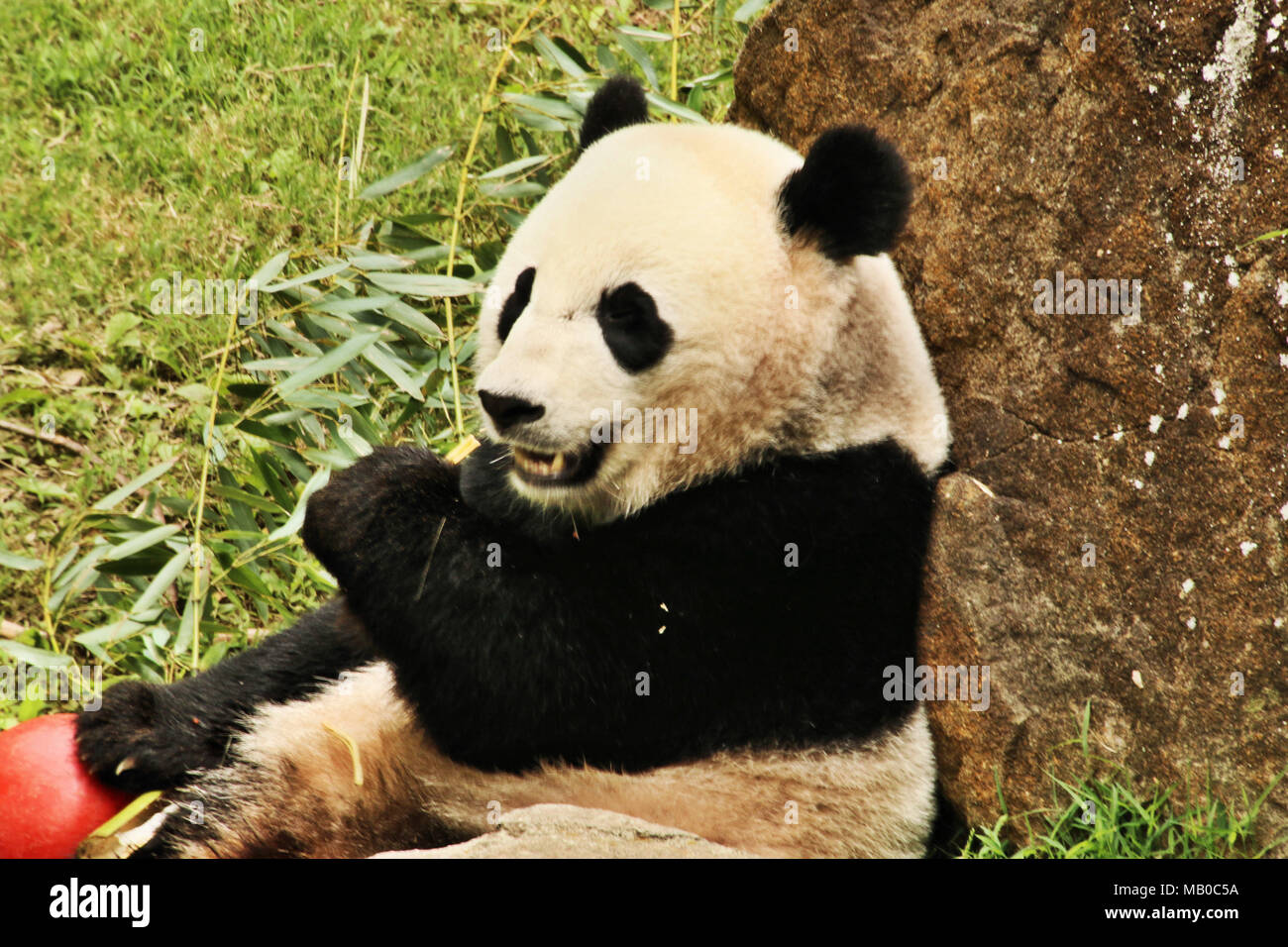 Pandas lindos fotografías e imágenes de alta resolución - Página 8 - Alamy