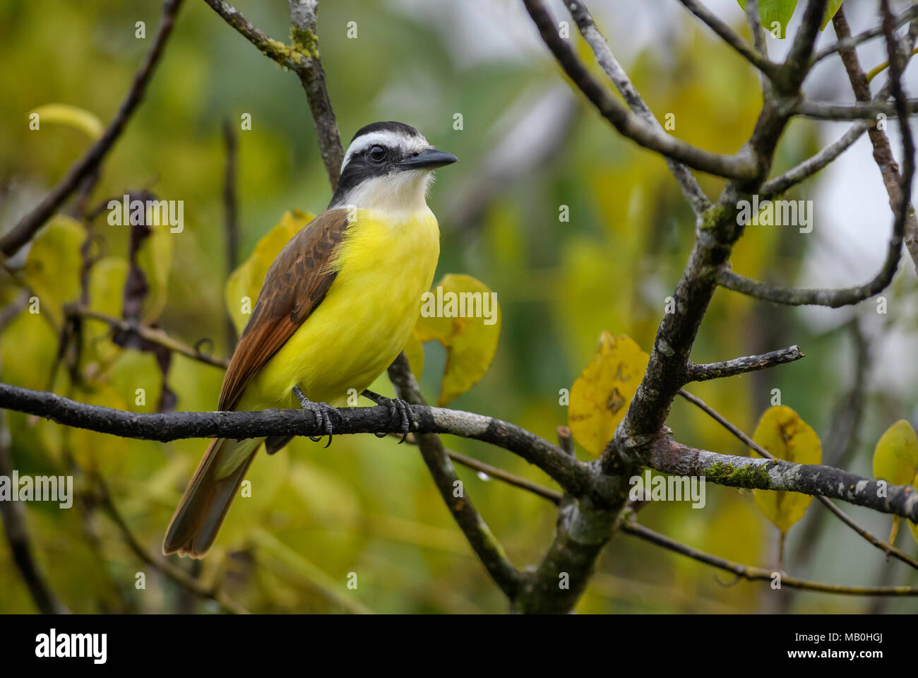 Gran Kiskadee Pitangus sulfuratus -, donde se posan amarilla hermosa ave de América Central, Costa Rica. Foto de stock