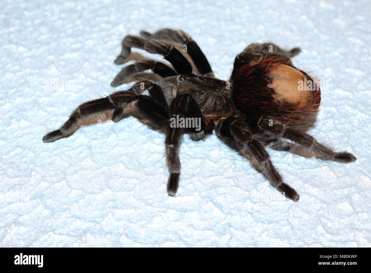 Black velvet tarantula fotografías e imágenes de alta resolución - Alamy
