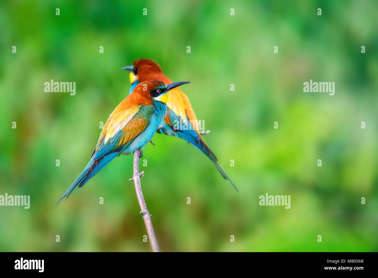 Par de coloridos pájaros tropicales exóticos abejarucos Foto de stock