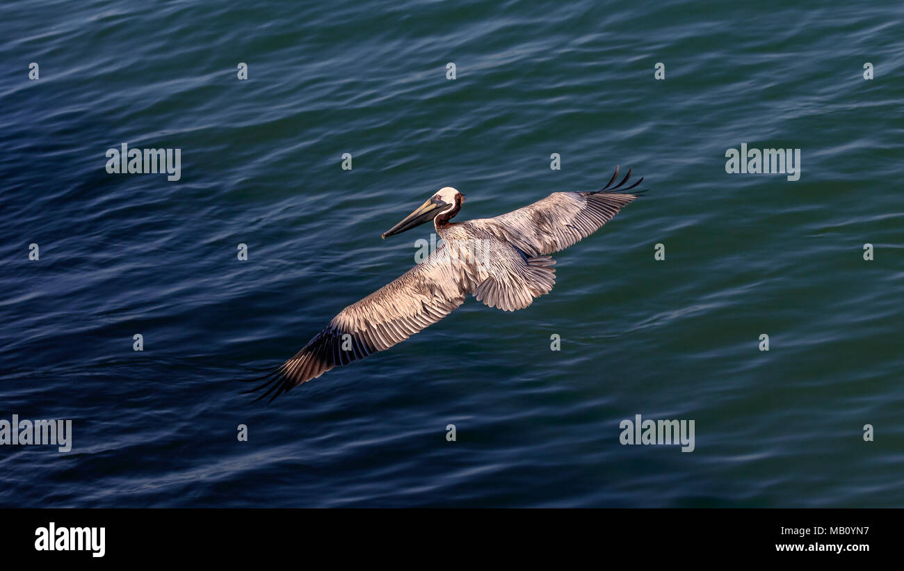Pelican se desliza sobre el agua, vista superior de Sanibel Causeway, Florida, EE.UU. Foto de stock