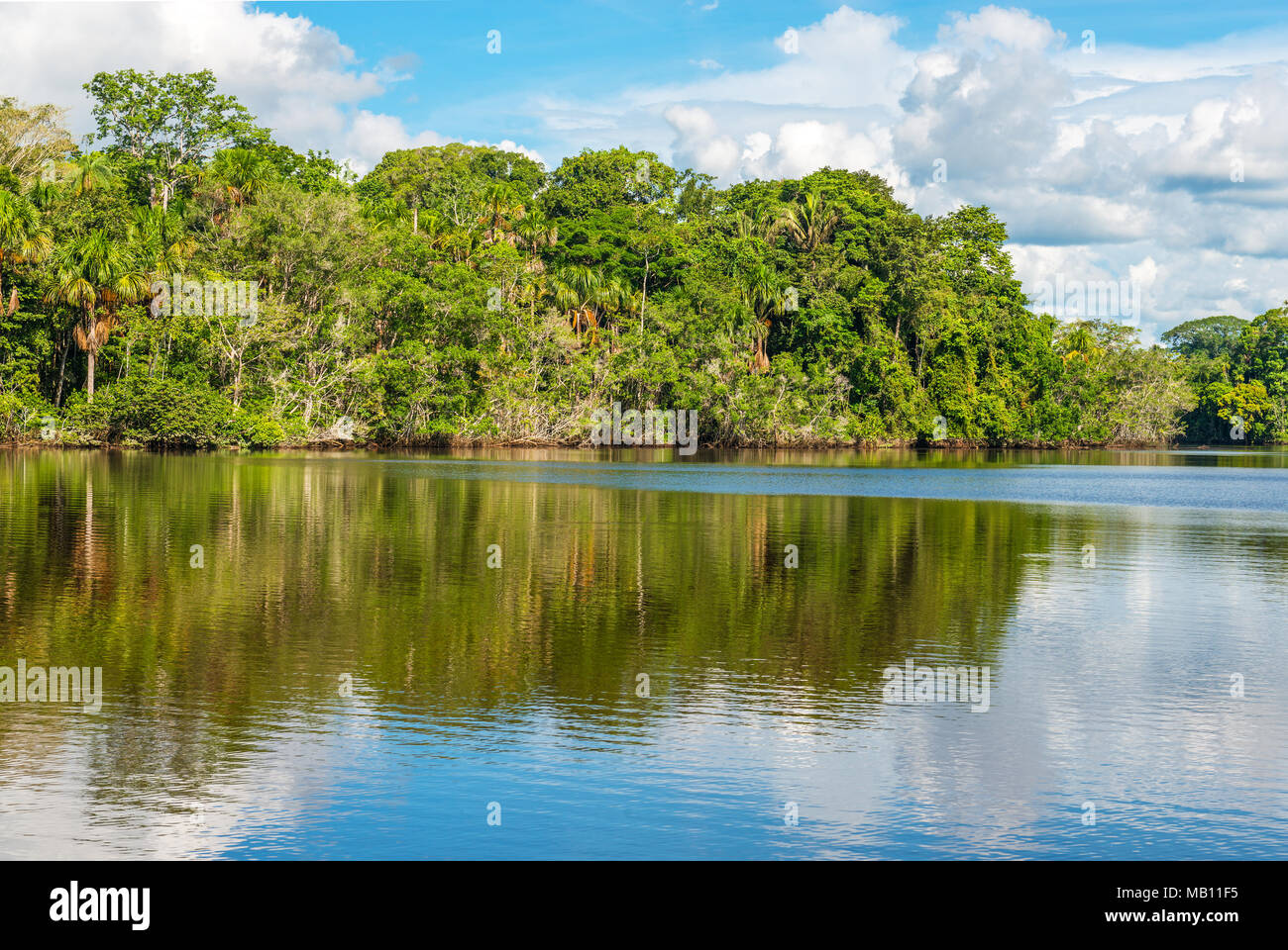 Paisaje de la selva tropical, dentro del Parque Nacional Yasuní, en la cuenca del río Amazonas, Ecuador, América del Sur. Foto de stock