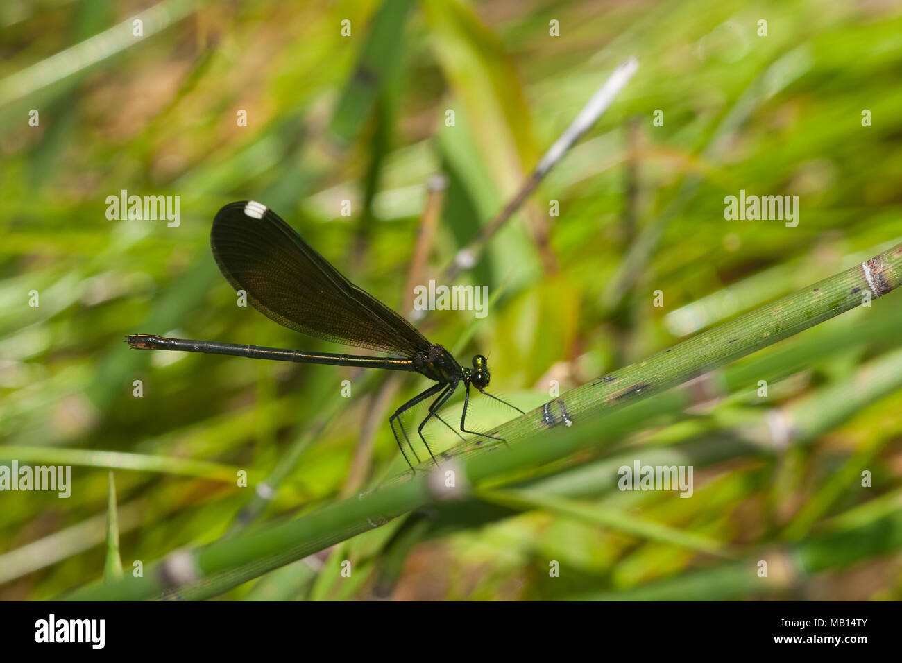 06014-003.06 Ebony Jewelwing Damselfly (Calopteryx maculata) hembra en stream, MO Foto de stock