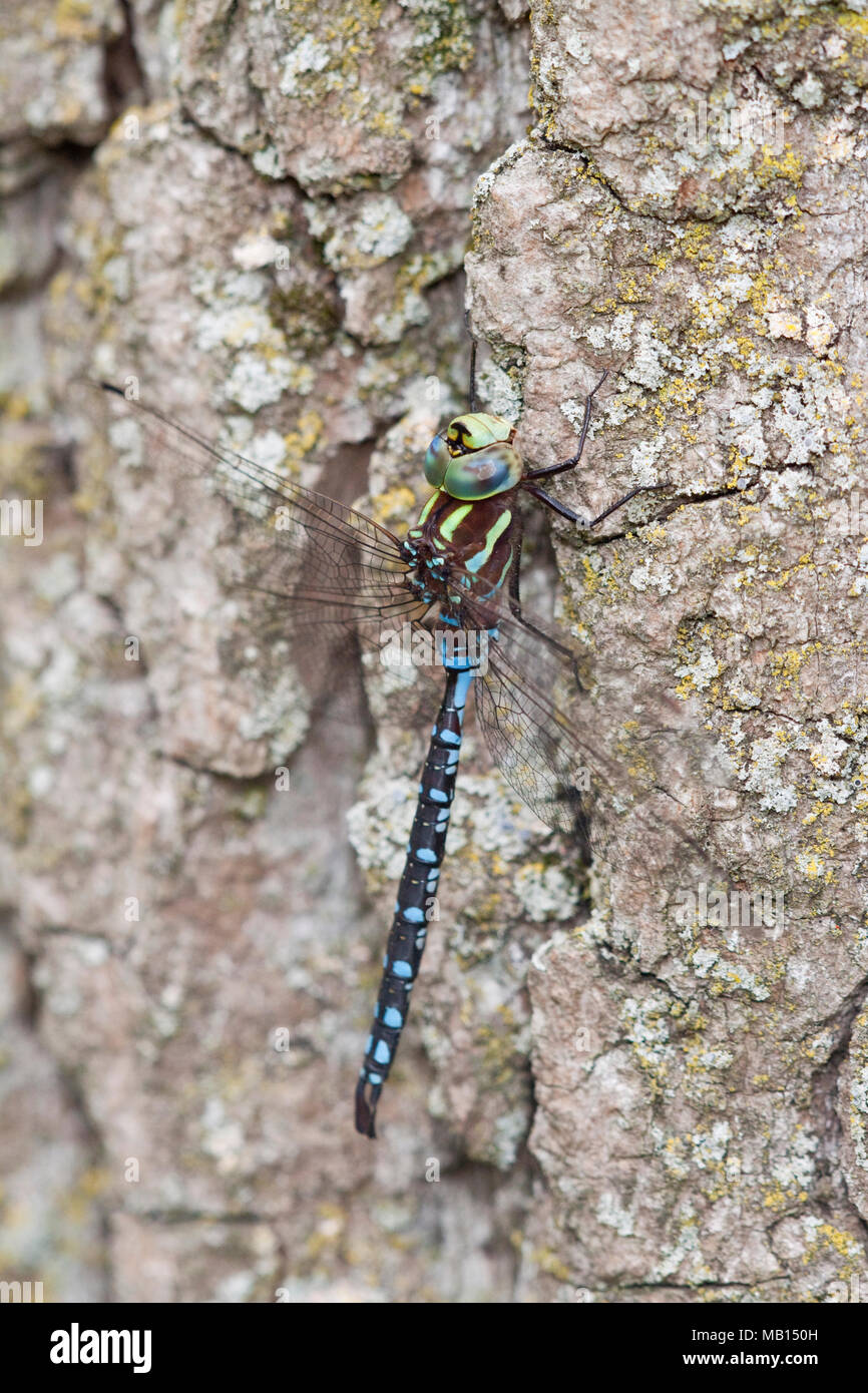 06347-001.07 con punta de lanza Darner dragonfly (Aeshna constricta) macho en el árbol, McHenry Co,. IL Foto de stock