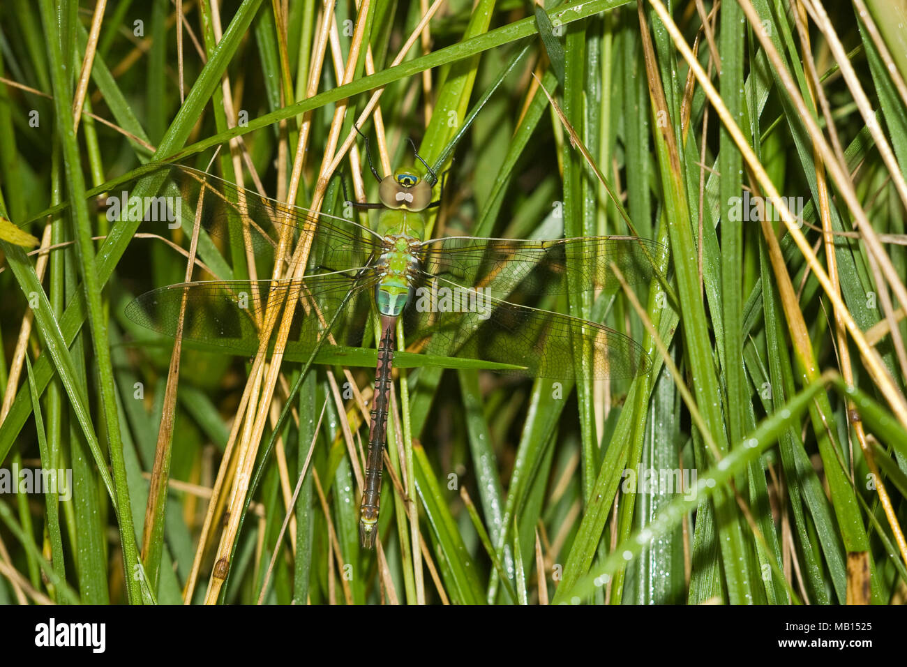 06361-00708 Common Green Darner (Anax junius) dragonfly hembra Marion Co. IL Foto de stock