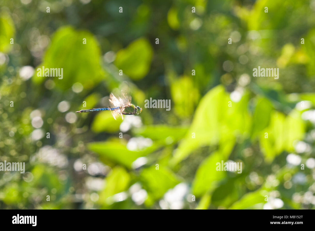06361-00716 Common Green Darner (Anax junius) macho libélula en vuelo sobre humedales, DuPage IL Co. Foto de stock