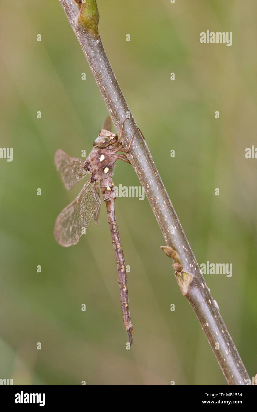 06366-00103 Fawn Darner (Boyeria vinosa) dragonfly macho, Marion Co. IL Foto de stock