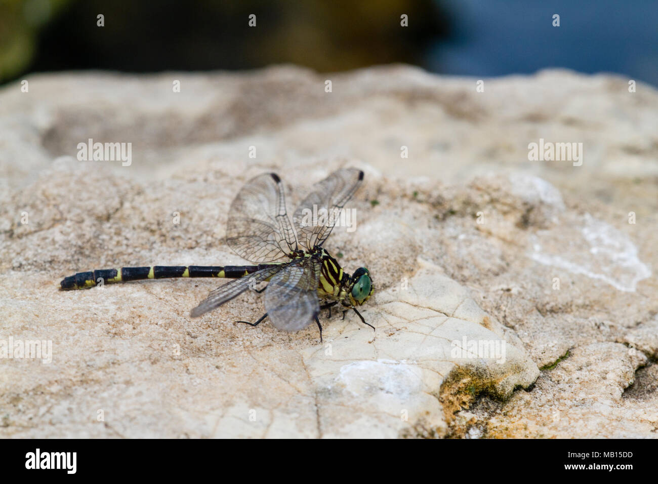 06475-00103 menos Oriental Clubtail dragonfly (Stylogomphus albistylus) hembra junto a un arroyo, Ripley Co., MO Foto de stock