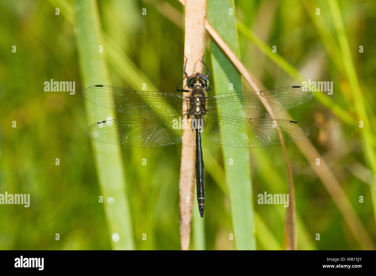 06544-00216 la libélula Esmeralda de Hine (Somatochlora hineana) macho posado en Barton Fen, Reynolds Co., MO Foto de stock