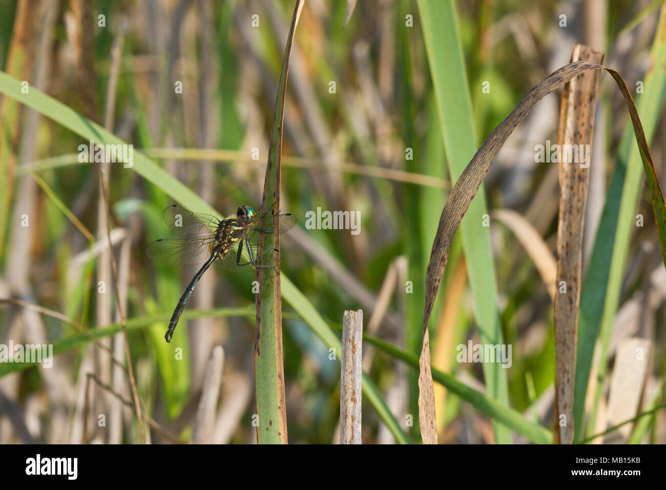 06544-00305 la libélula Esmeralda de Hine (Somatochlora hineana) macho posado en Barton Fen, Reynolds Co., MO Foto de stock
