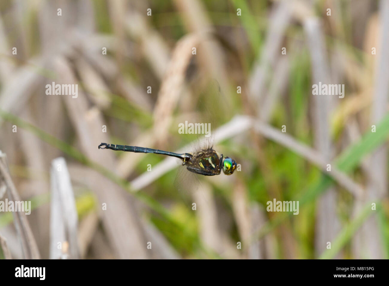 06544-00320 la libélula Esmeralda de Hine (Somatochlora hineana) macho en vuelo patrullando en Barton Fen, Reynolds Co., MO Foto de stock