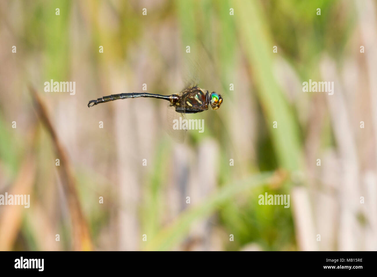 06544-00406 la libélula Esmeralda de Hine (Somatochlora hineana) macho en vuelo patrullando en Barton Fen, Reynolds Co., MO Foto de stock