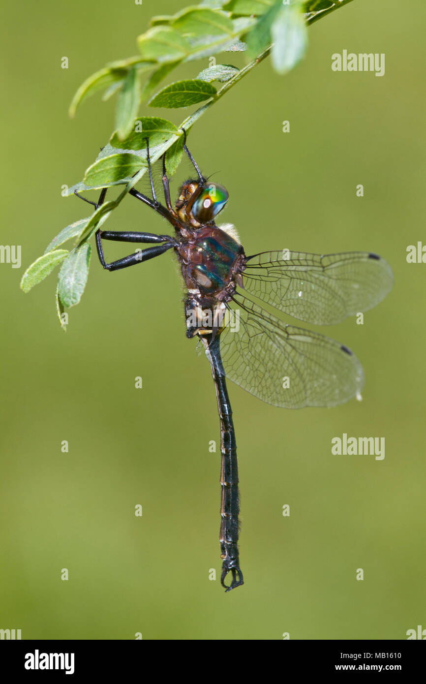 Abrazadera 06556-00108 de punta Emerald dragonfly (Somatochlora tenebrosa) macho, Reynolds Co., MO Foto de stock