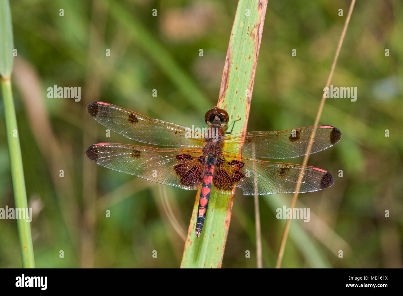 06578-00306 Calico Celithemis Pennant dragonfly (ELISA) macho, DuPage, IL Co Foto de stock