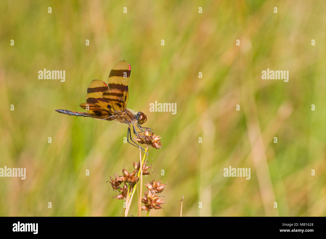 06579-00503 gallardete Halloween dragonfly (Celithemis eponina) macho DuPage IL Co. Foto de stock