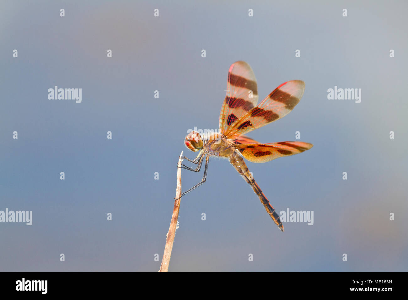 06579-00601 gallardete Halloween dragonfly (Celithemis eponina) macho posado cerca de humedales, Marion Co., IL Foto de stock