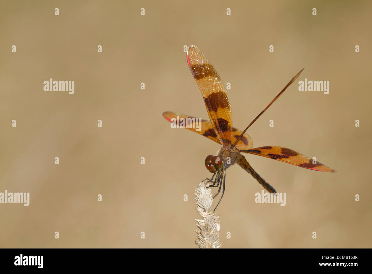 06579-00607 gallardete Halloween dragonfly (Celithemis eponina) macho posado cerca de humedales, Marion Co., IL Foto de stock