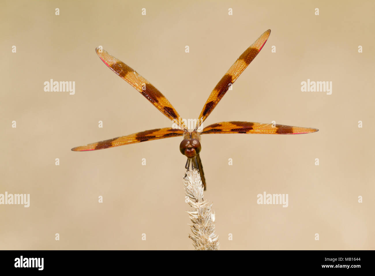 06579-00614 gallardete Halloween dragonfly (Celithemis eponina) macho posado cerca de humedales, Marion Co., IL Foto de stock