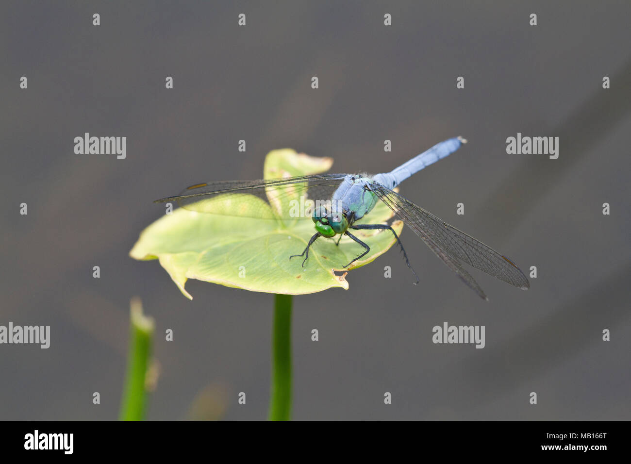 06593-00910 Pondhawk Oriental dragonfly (Erythemis simplicicollis) macho posado cerca de humedales, Marion Co., IL Foto de stock