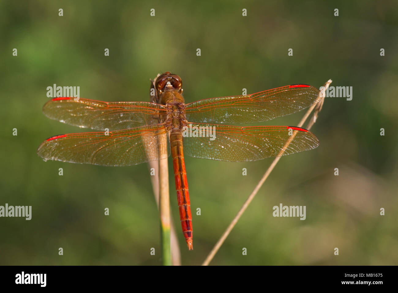 06612-00104 Alas Doradas Skimmer dragonfly (Libellula auripennis) macho posado cerca de humedales, Marion Co., IL Foto de stock