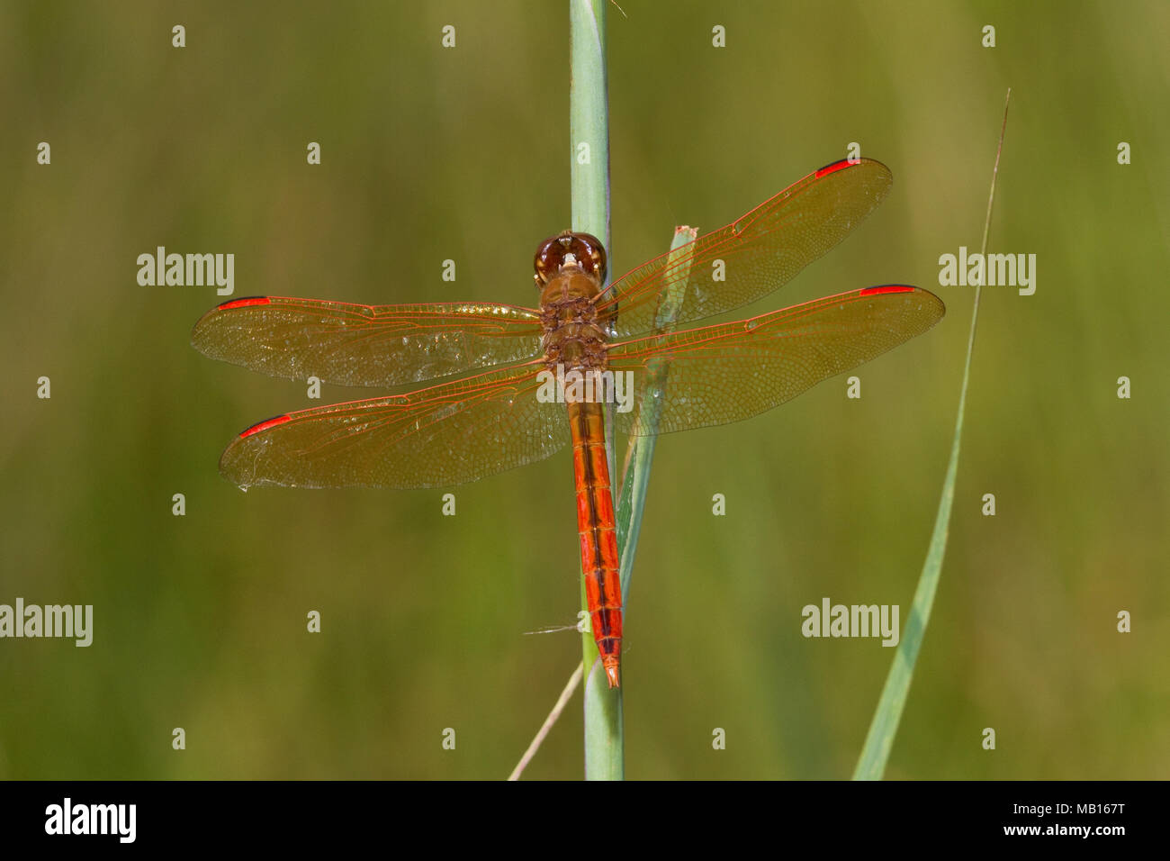 06612-00106 Alas Doradas Skimmer dragonfly (Libellula auripennis) macho posado cerca de humedales, Marion Co., IL Foto de stock