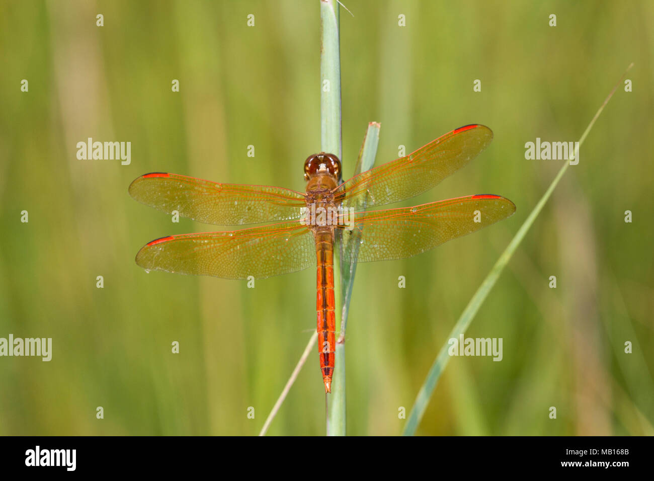 06612-00118 Alas Doradas Skimmer dragonfly (Libellula auripennis) macho posado cerca de humedales, Marion Co., IL Foto de stock
