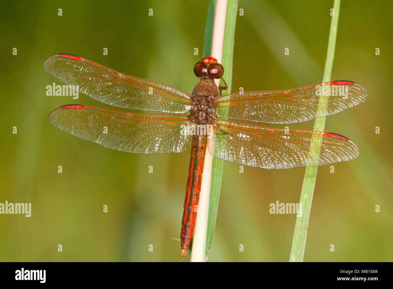 06612-00203 Alas Doradas Skimmer dragonfly (Libellula auripennis) macho posado cerca de humedales, Marion Co., IL Foto de stock