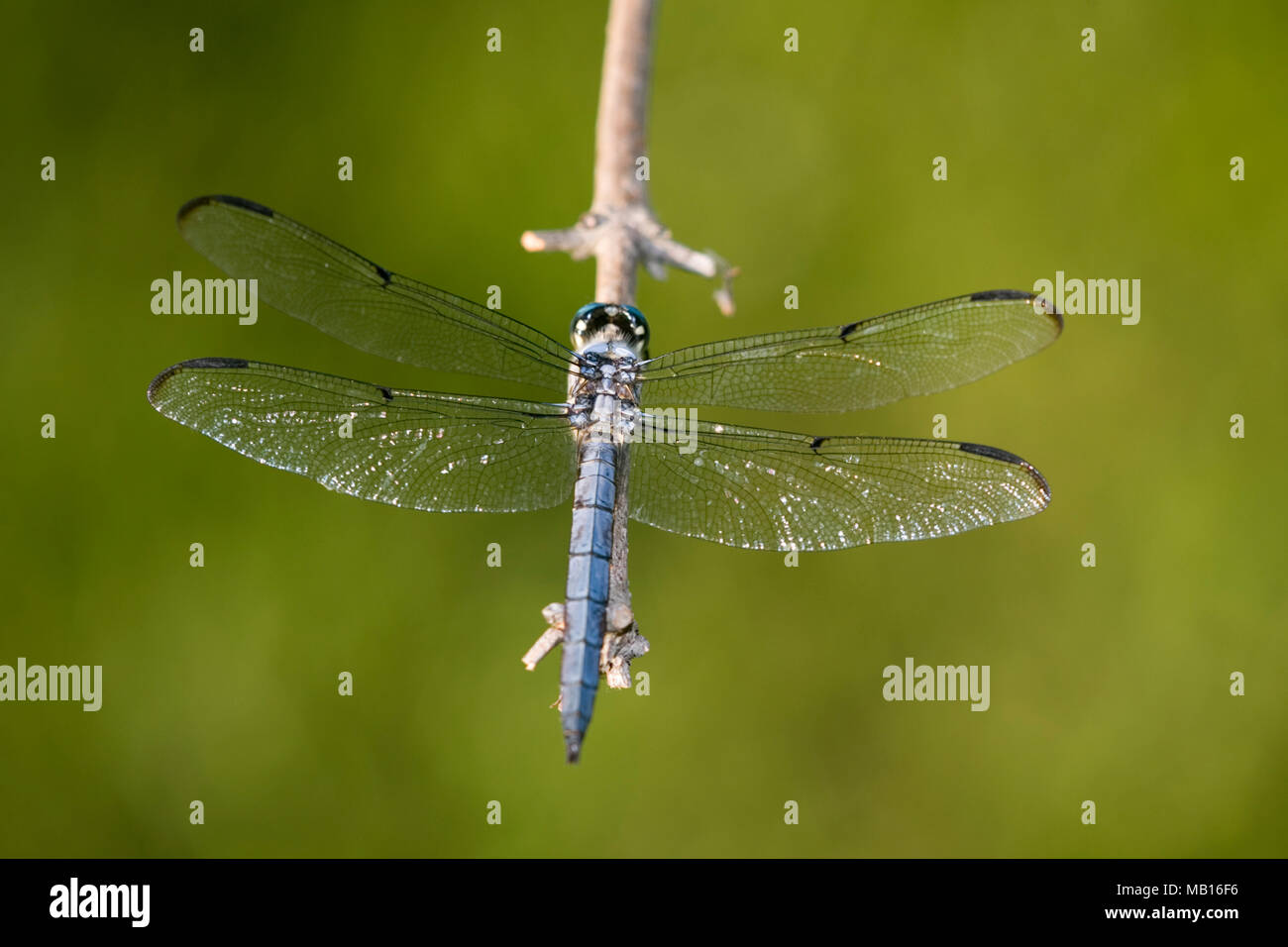 06629-001.07 Great Blue Skimmer (Libellula vibrans) macho, Marion Co. IL Foto de stock