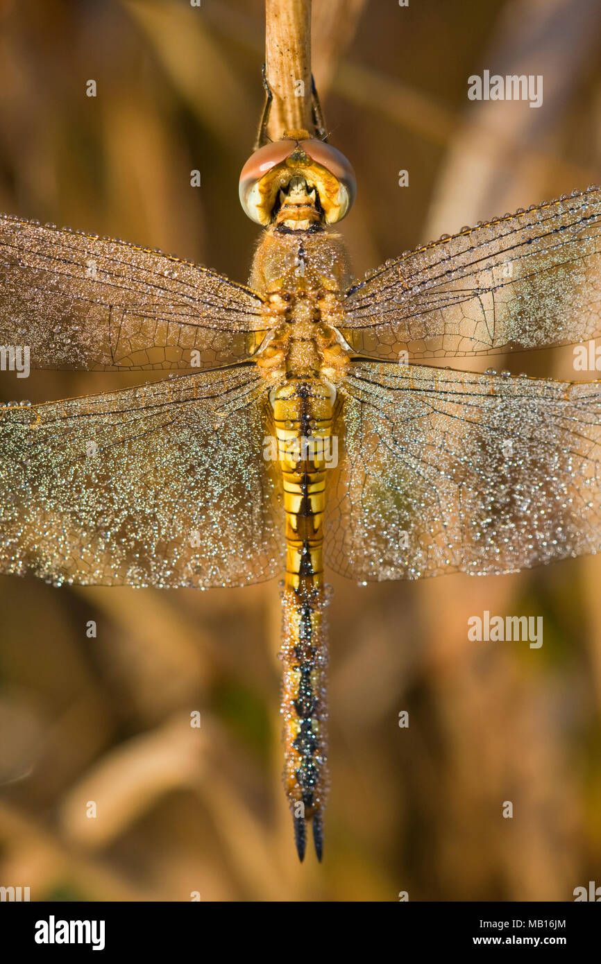 06644-00206 vagando Glider dragonfly (Pantala flavescens) en el rocío de la mañana, Marion Co. IL Foto de stock