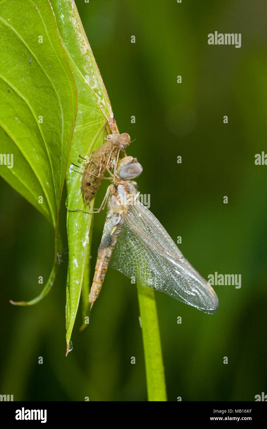 06645-00112 Spot-planeador alado dragonfly (Pantala hymenaea) recién surgido cerca de larva exoesqueleto, Marion Co. IL Foto de stock
