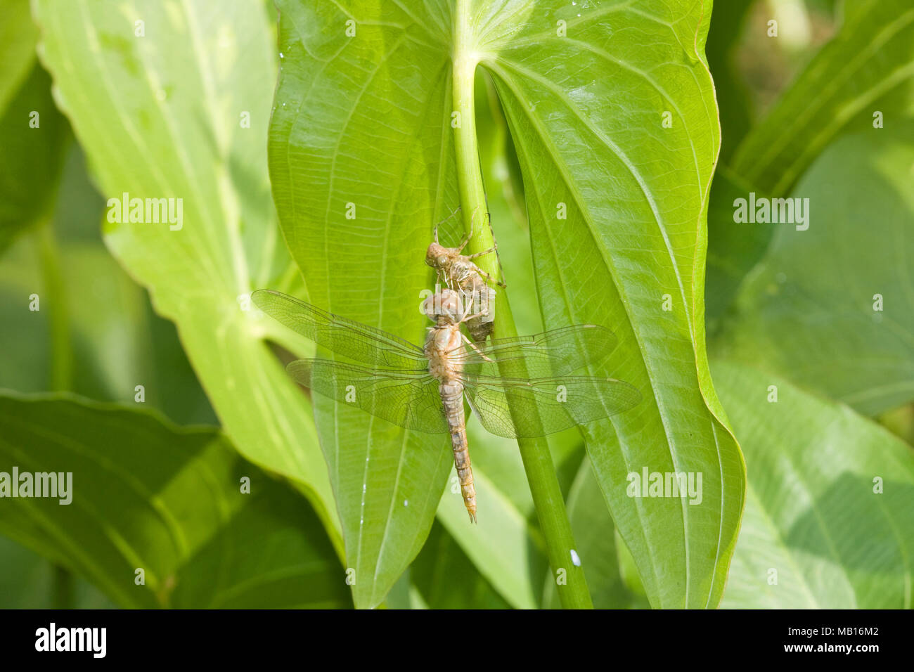 06645-00201 Spot-planeador alado dragonfly (Pantala hymenaea) recién surgido cerca de larva exoesqueleto, Marion Co. IL Foto de stock